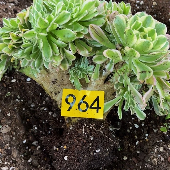 多肉植物福利964