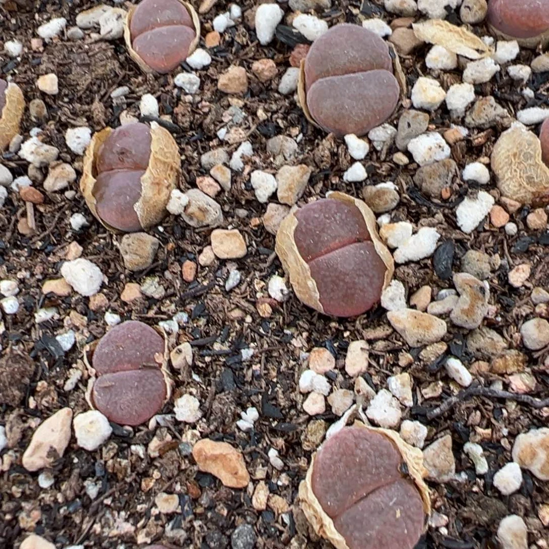 量拍大白花c10风铃一颗。多肉