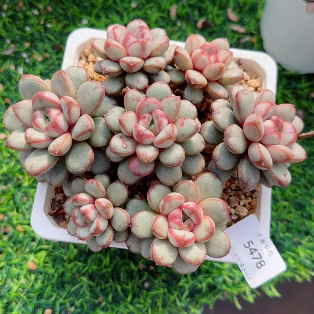 葡萄手捧，5478多肉植物