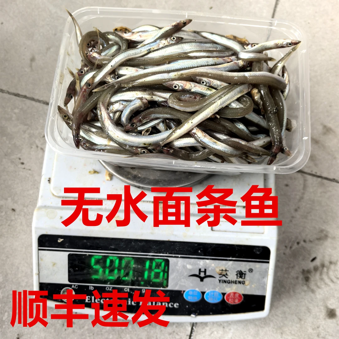 急速冷冻新鲜面条鱼放流钓刀鱼鲅鱼专用鱼饵炸着吃也非常美味