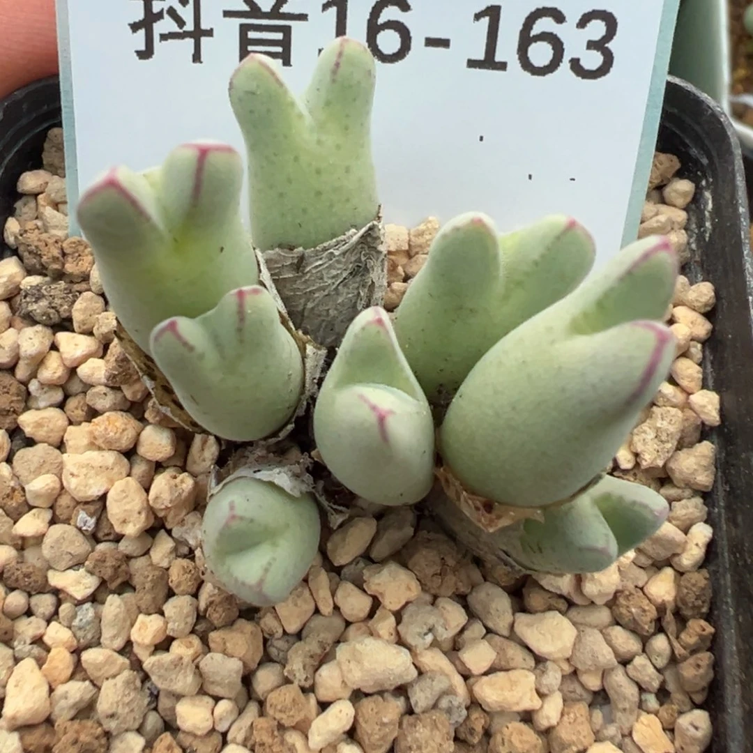 秋***'16-163肉锥多肉植物，