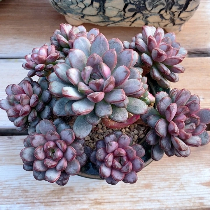 葡萄 h h j p 1122