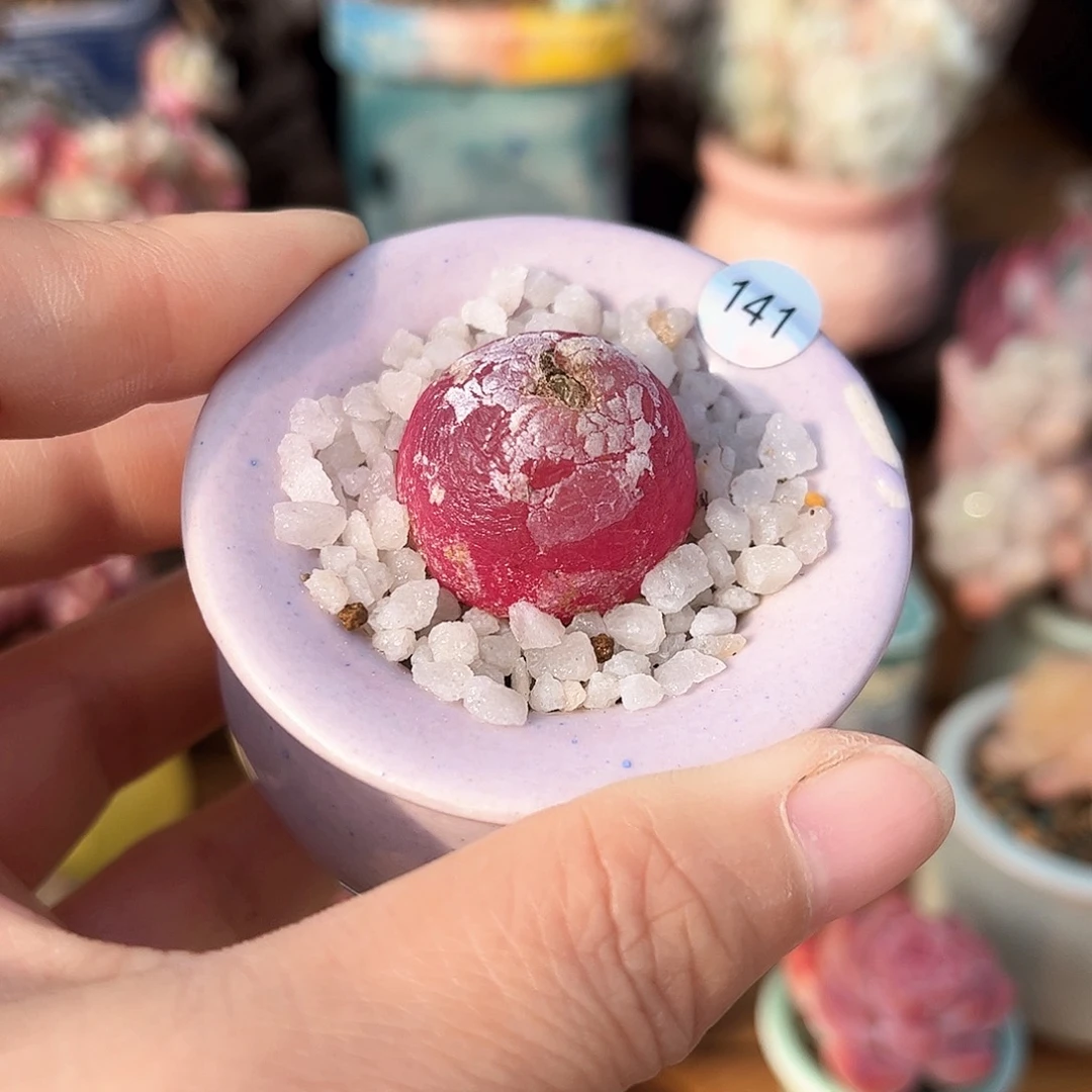 141 多肉含盆土30元包邮除偏远