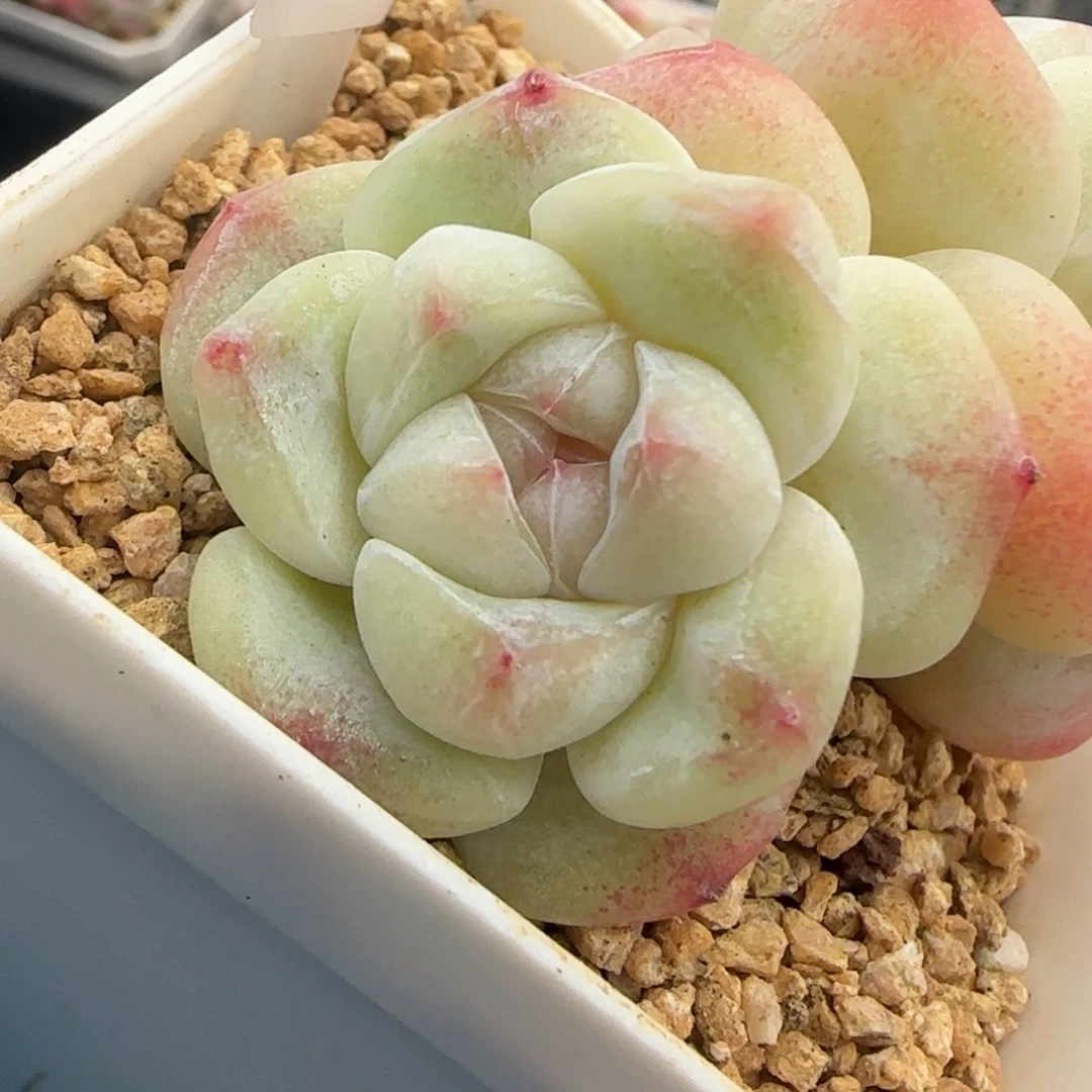 105东篱下多肉植物盆栽