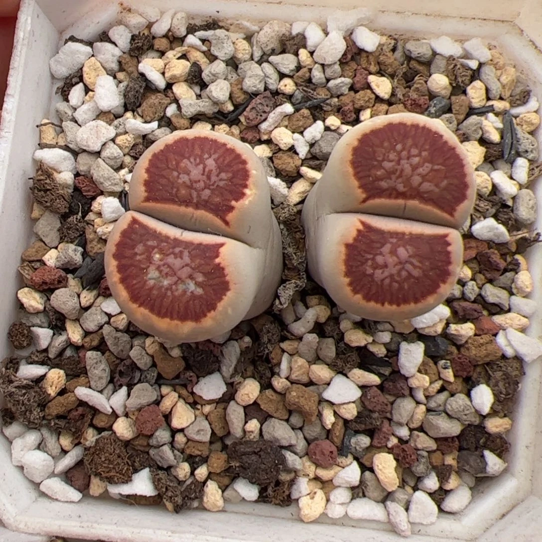 0214号菊 多肉植物