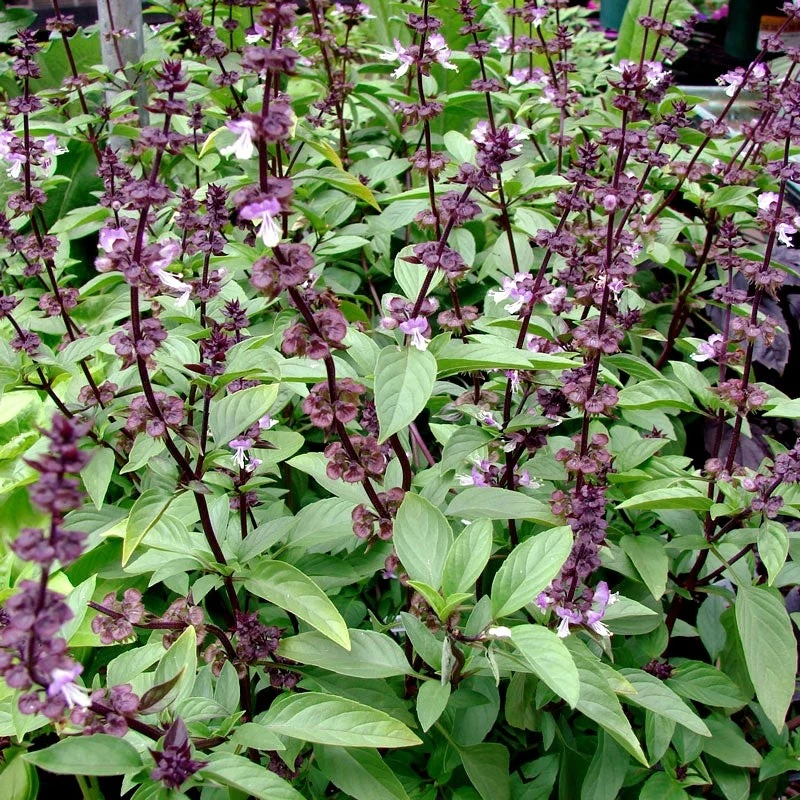 （新疆西藏包邮）1000粒罗勒种子香草芳香阳台盆栽香料种籽