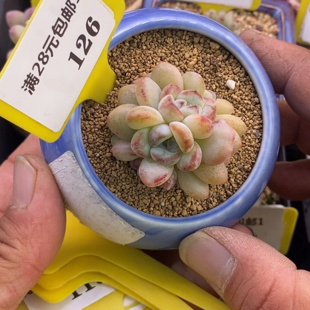 1126星星雪朵朵群多肉植物