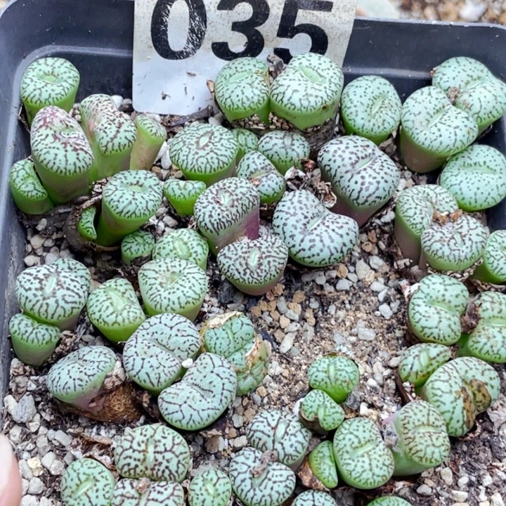 035墨小锥带盆母本lll