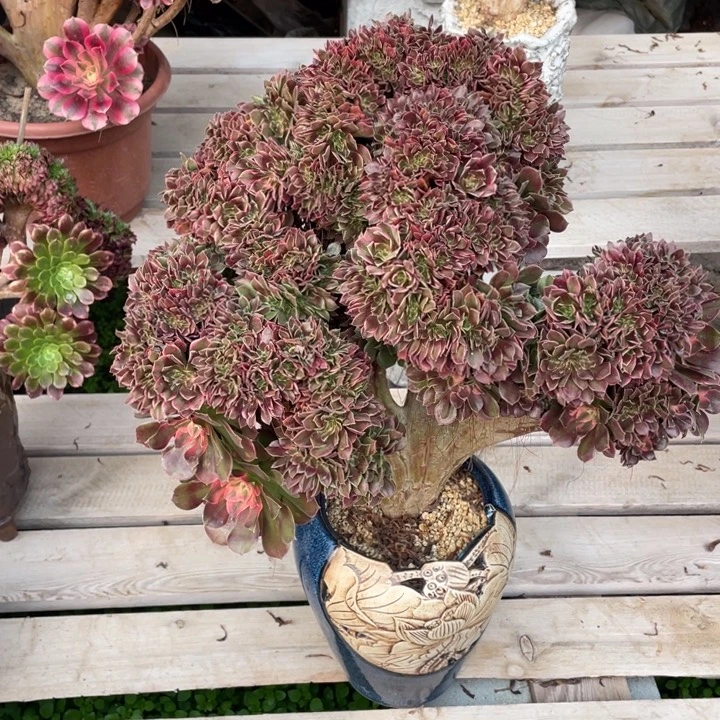 法师老桩缀化香妃