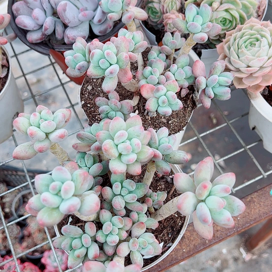 苹果奶多头群生老桩二盆