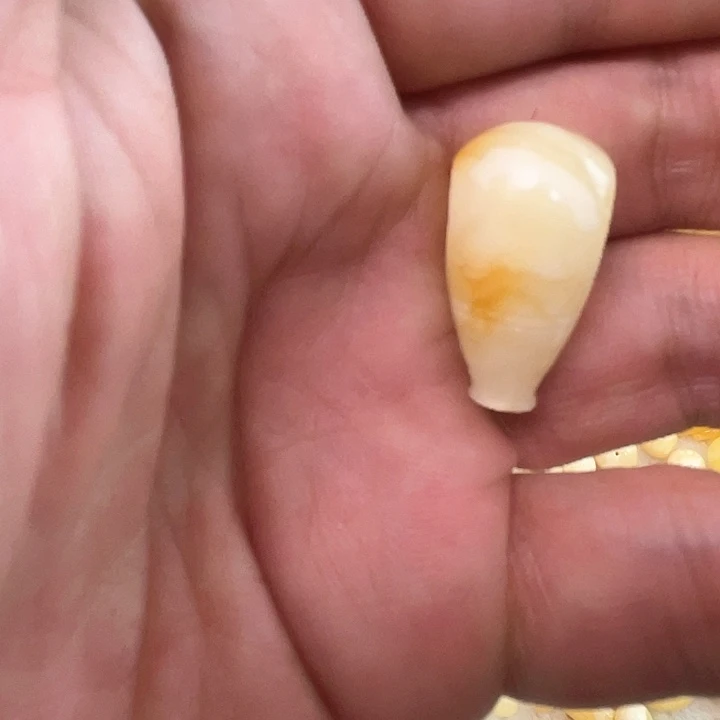 裸石琥珀未镶嵌忠**山三通