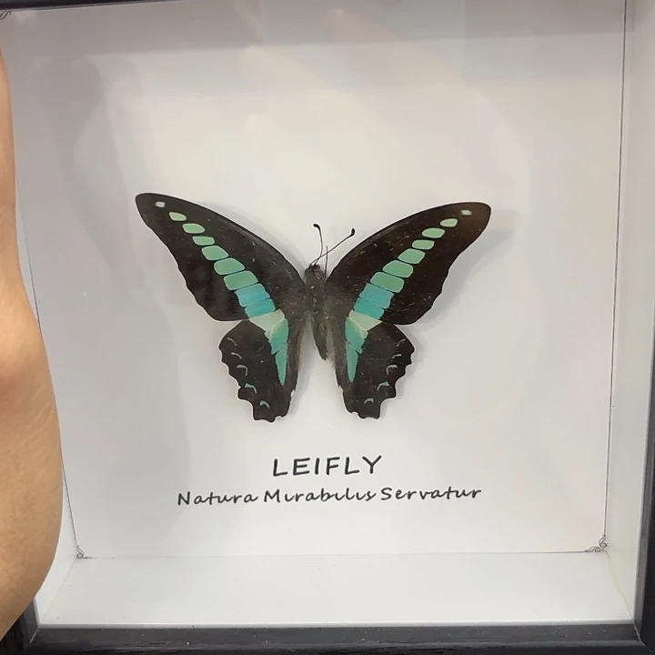 方框白底青风蝶蝴蝶