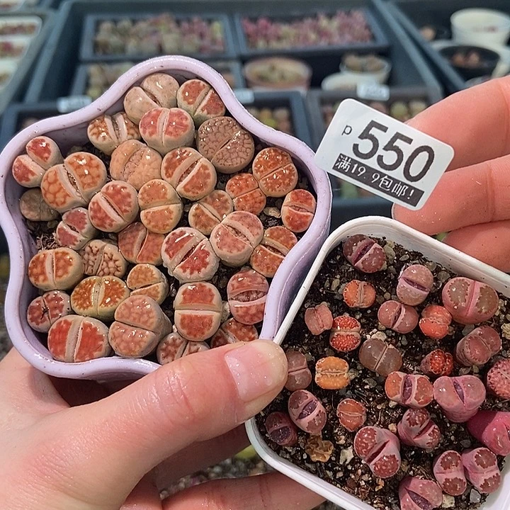 大舅生石花肉锥多肉550