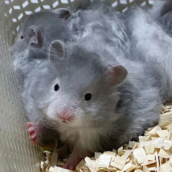 包邮可爱金丝熊波利大体仓鼠直毛卷毛宠物