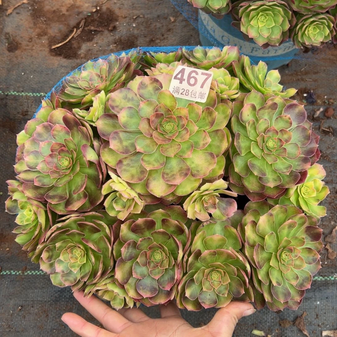 多肉植物467雨河的