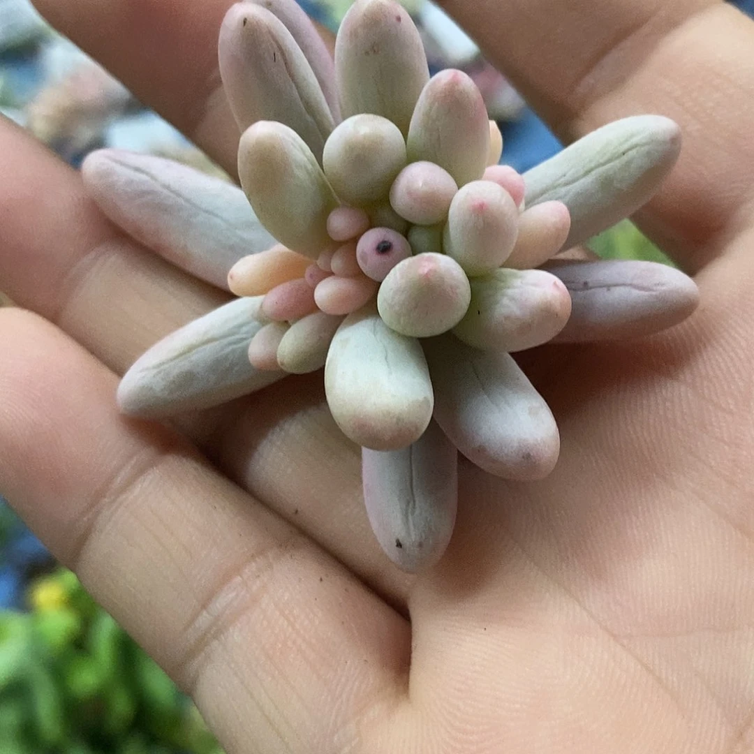 455婴儿手指覆轮锦炸多肉植物无根