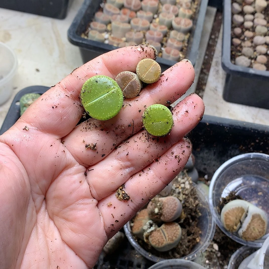 ?**?D277多肉植物保护