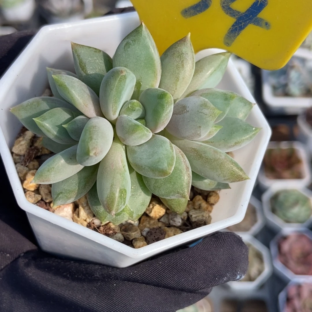 834红象牙多肉植物