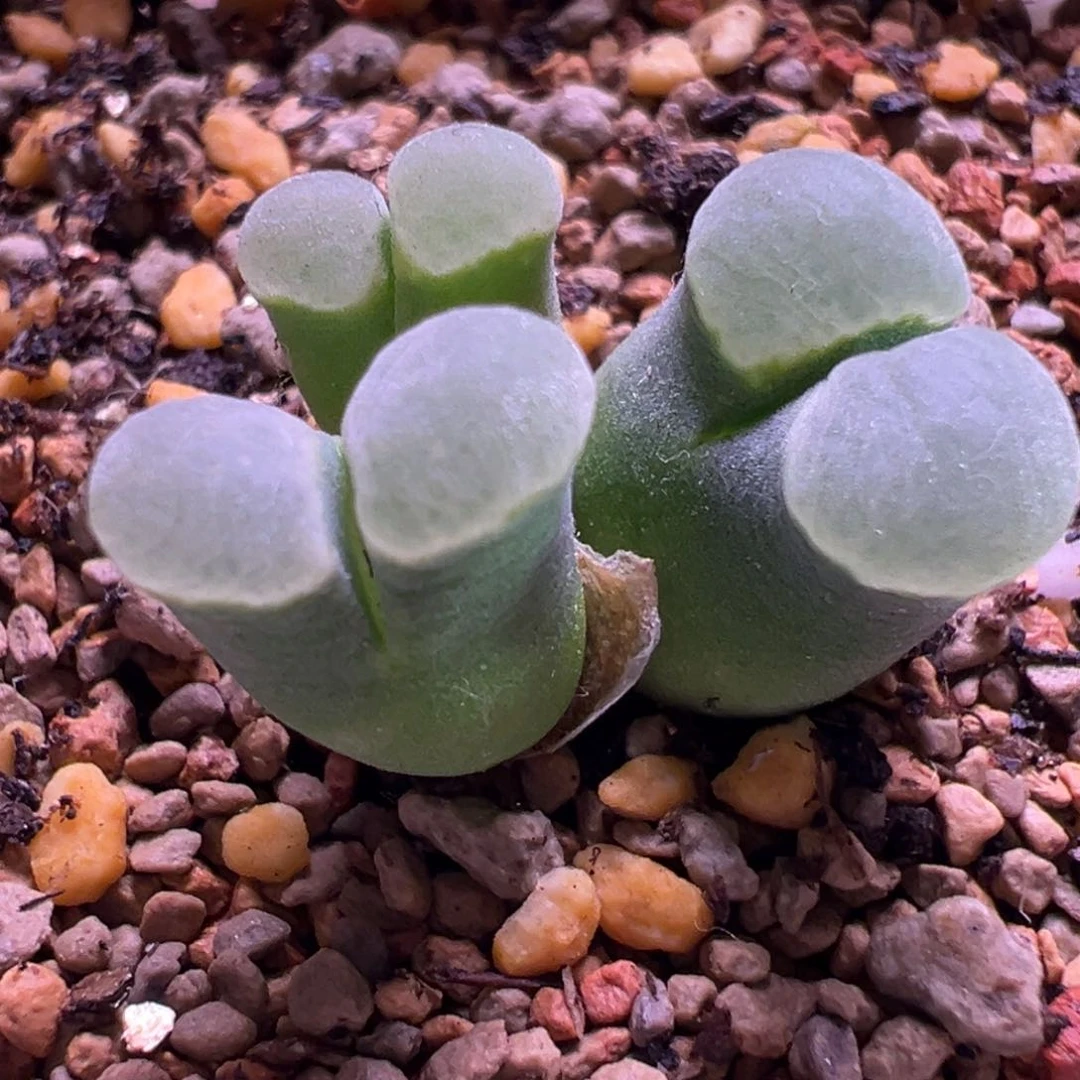 墨绿体白 优选。