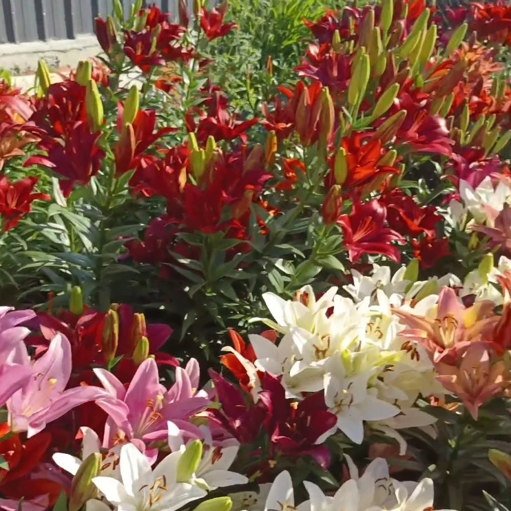 东北耐寒百合花不怕冻盆栽地栽好种好养