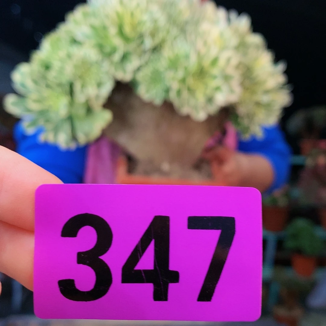 ssssssssssssssssss347