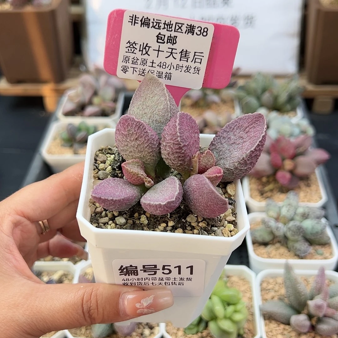 511哈默猪肝多肉植物