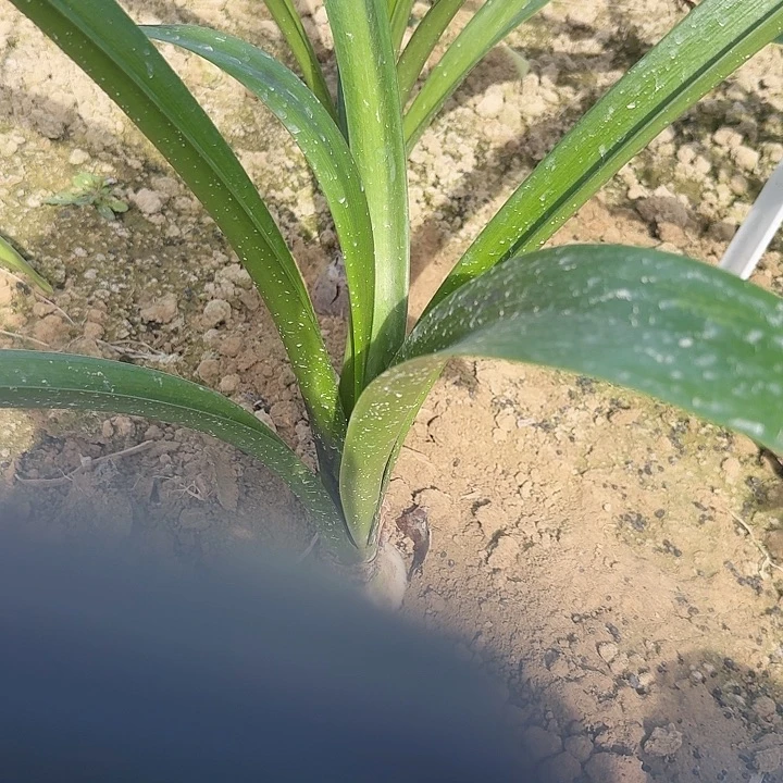 北方姑娘朱顶红一棵6厘米