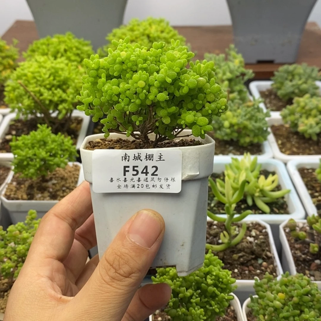 542精控蜜橘糖球枝干