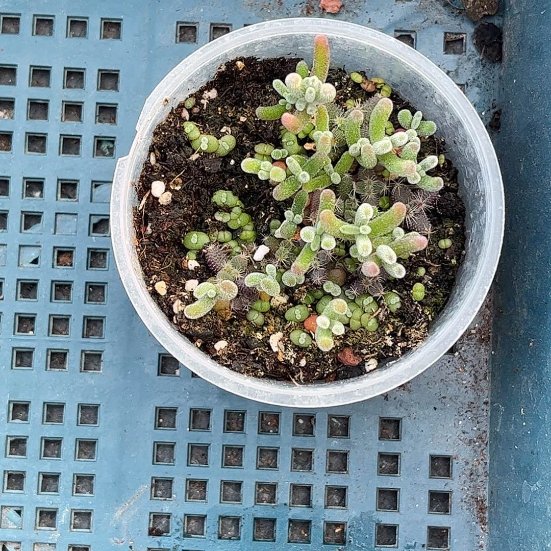 ****～混播切糕优选枝干番杏