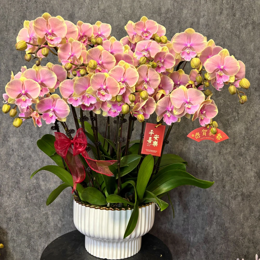 【芳美-蝴蝶兰】年宵花 定制款 易养花期长 送礼 家居摆件