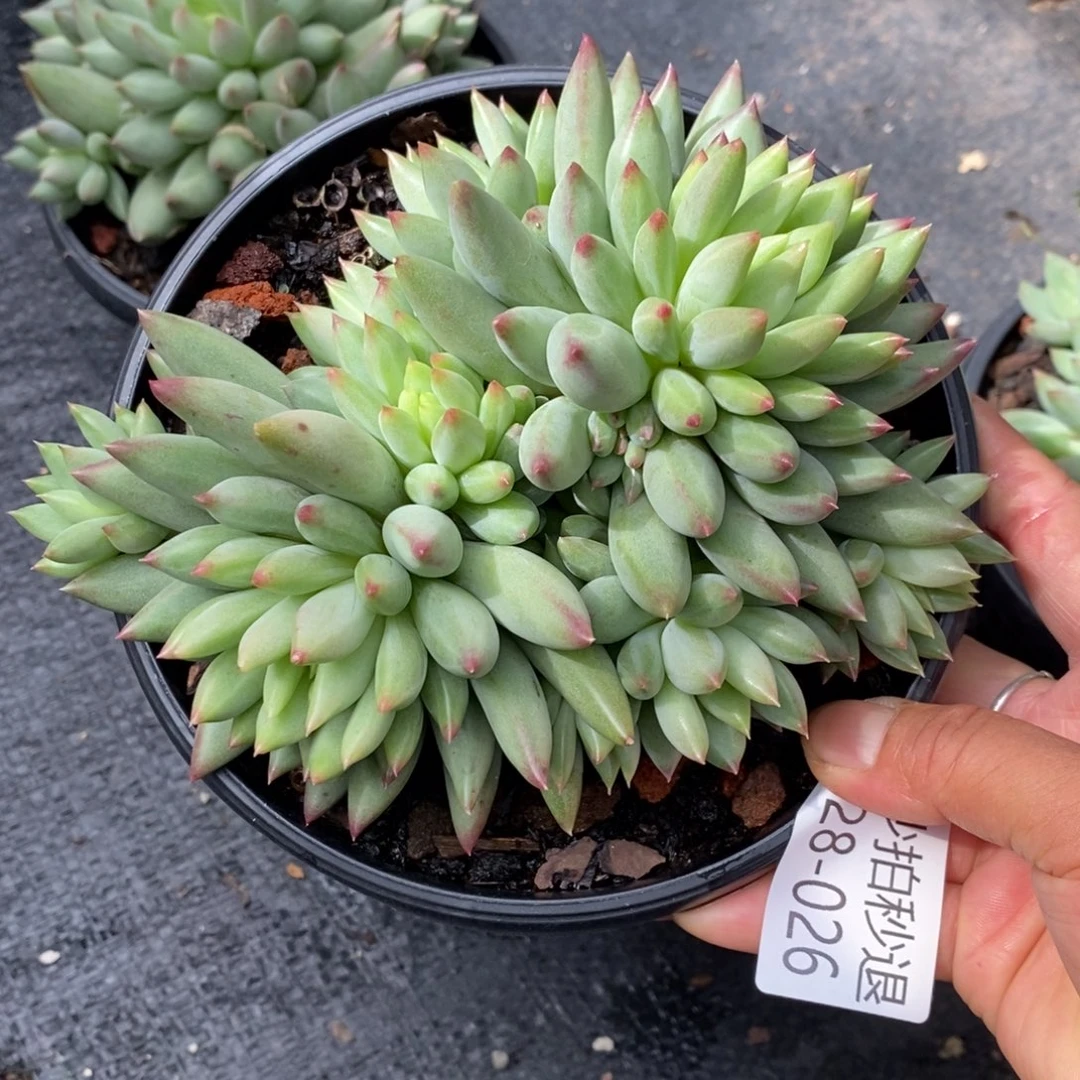 勿秒拍秒退 9028-26二代虞
