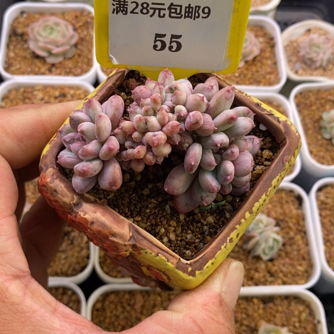 955粉珍妮缀多肉植物