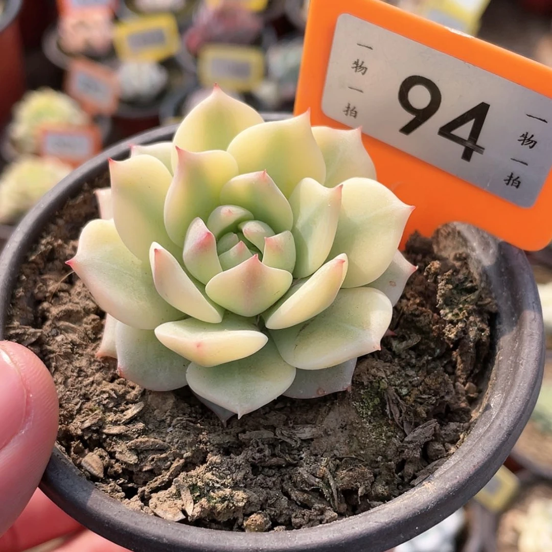 【闪购商品】94号的棱镜彩锦