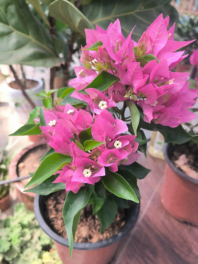 【新疆包邮】菲菲娜粉色三角梅品种苗开花阳台庭院