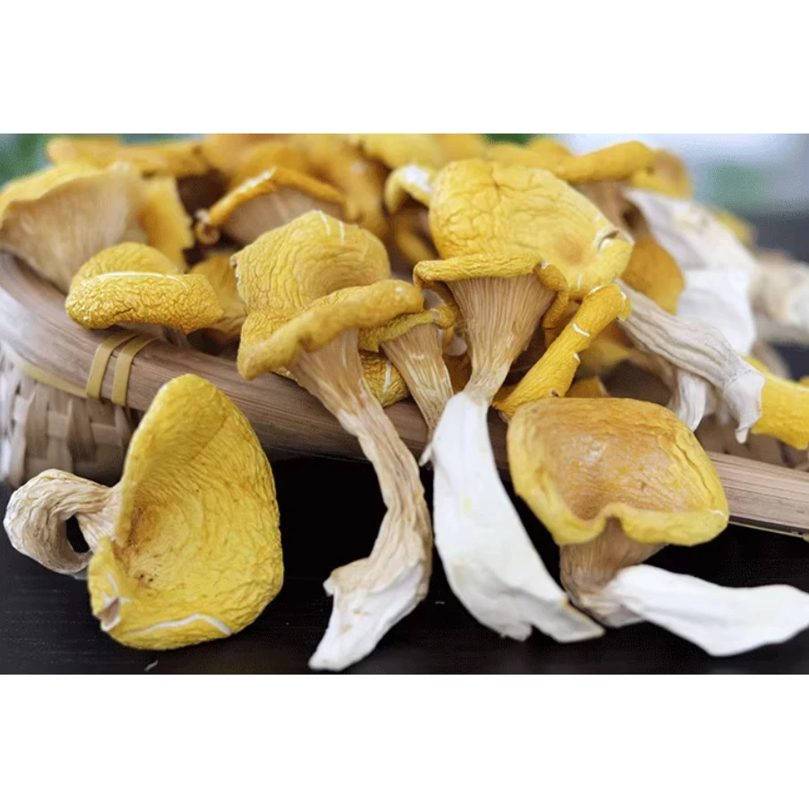 【顺德拉叔臻品】精选黄金鸡油菌