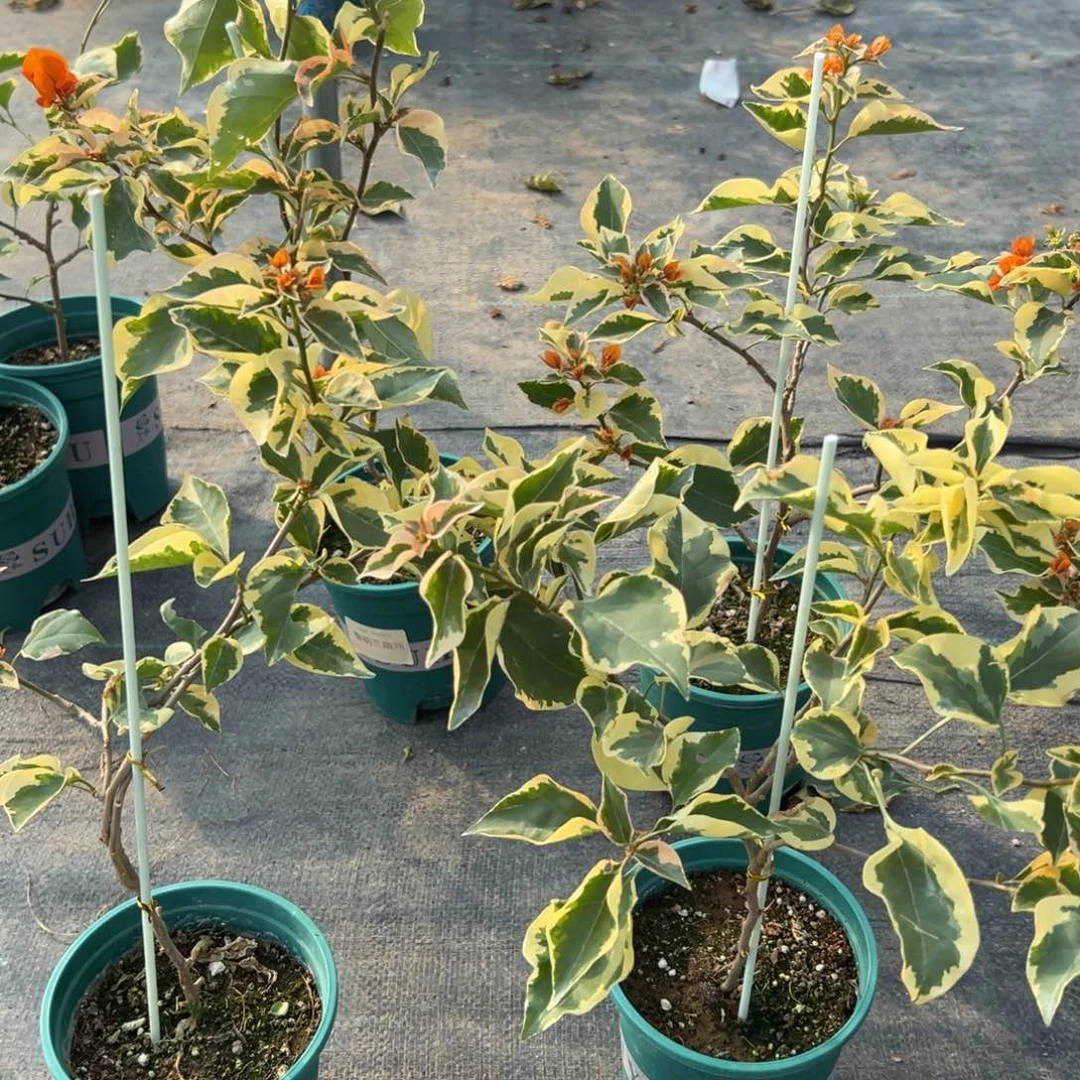 无花朵【带花三角洲一棵】随机发货福利款不售后