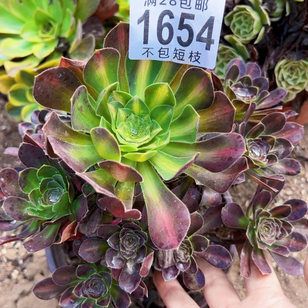 爱马仕中斑多肉植物1654