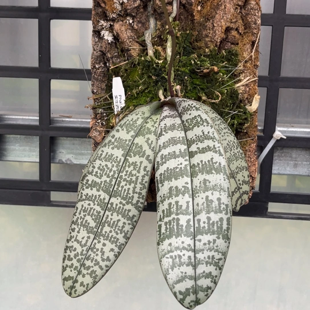 无花朵板值盲盒西苗