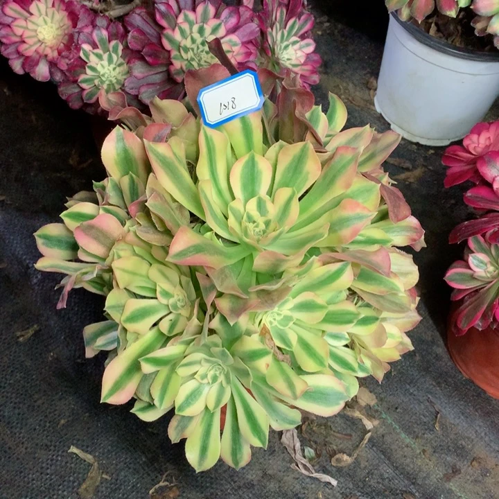 1018维纳多肉一物一拍