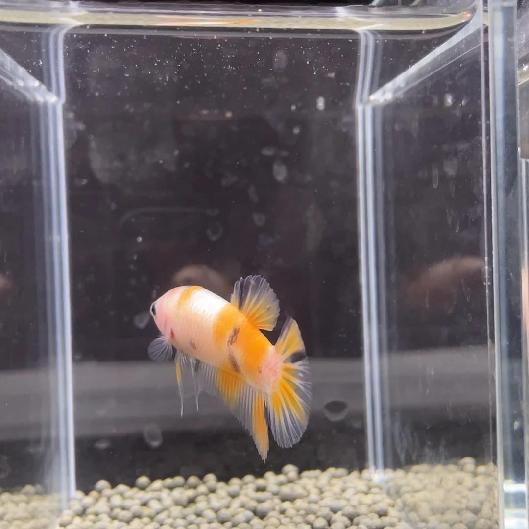 斗鱼41号果粒橙ko将军公