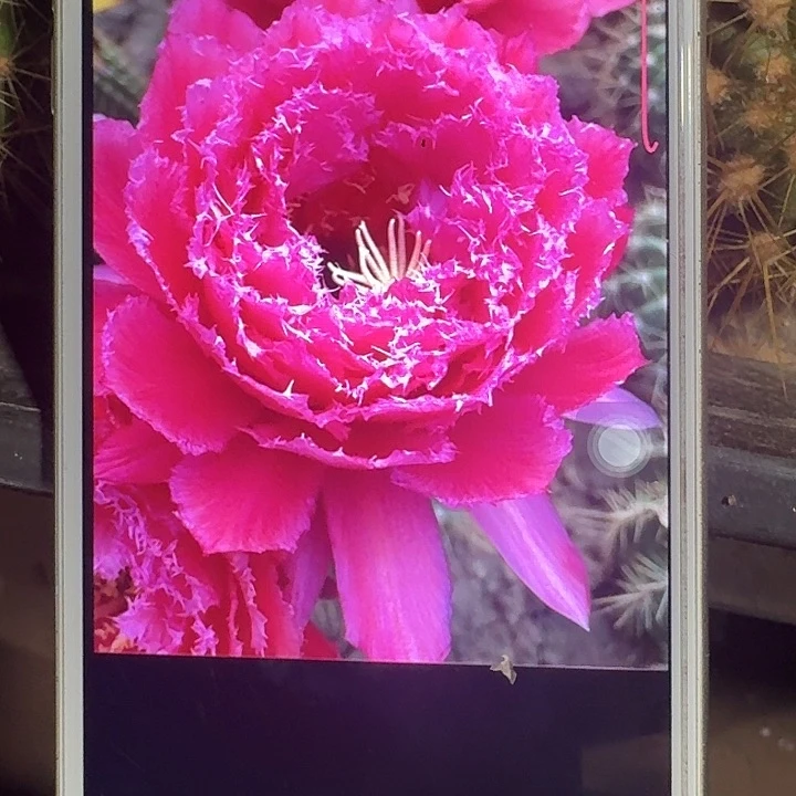 708 侧芽5公分毛花柱仙人球