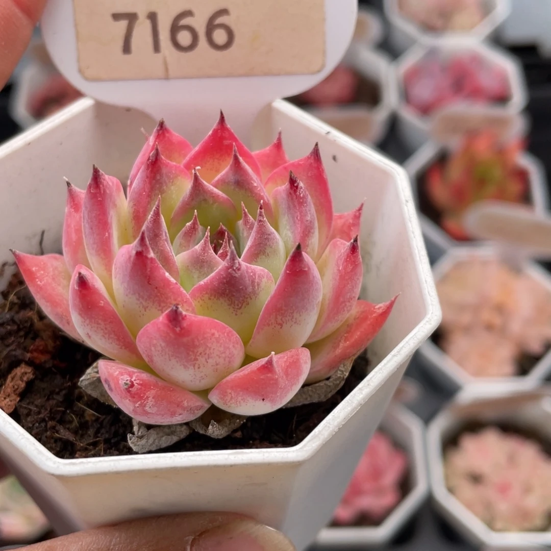 吉娃娃7166-5.0厘米