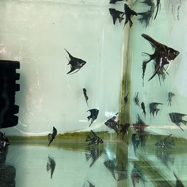 神仙鱼陨石燕5条送一个瘸腿的