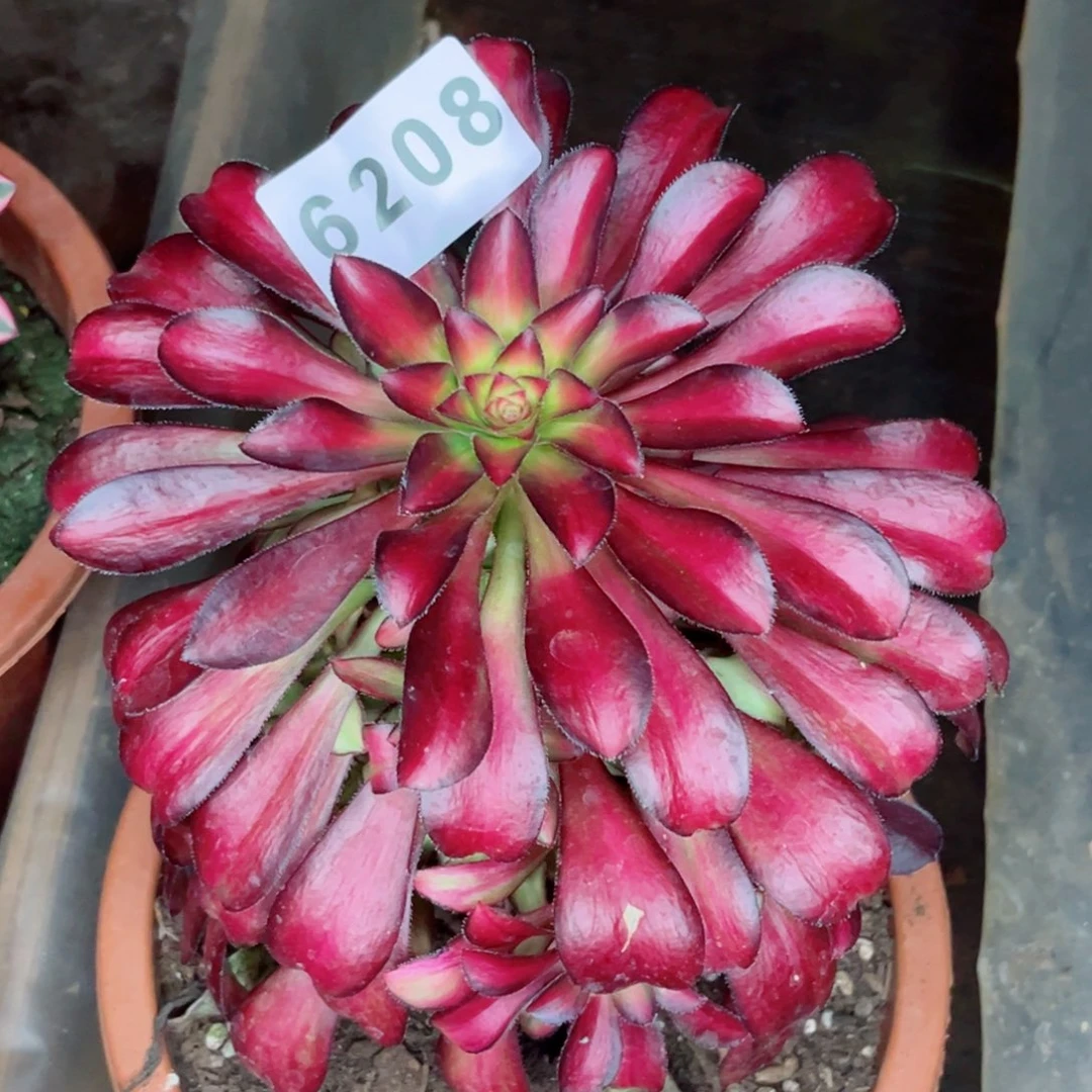 魅力锦多肉发货发货