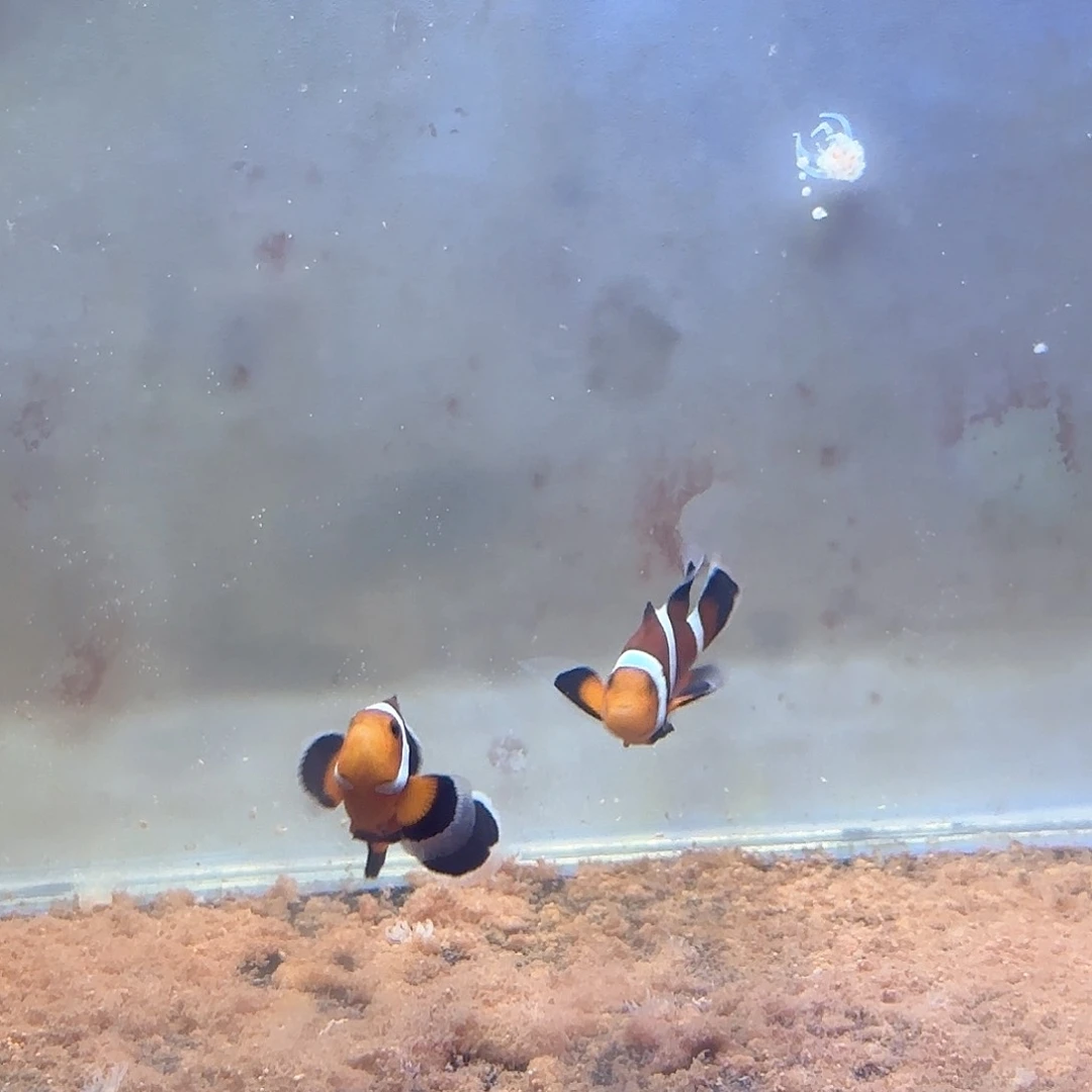 海水西*烈公子礼服一对