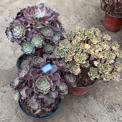 750多肉植物组合，