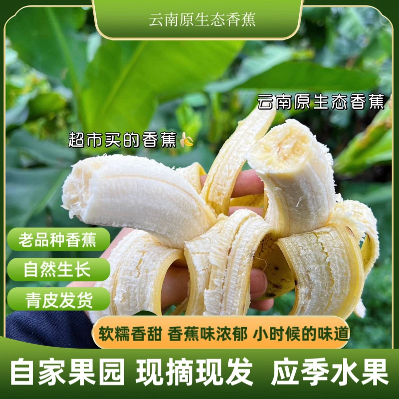 云南原生态香蕉软糯香甜好吃自然生长不打药应季水果现摘现发
