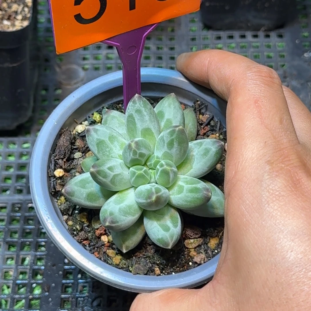 多肉植物白底伊卡鲁斯516