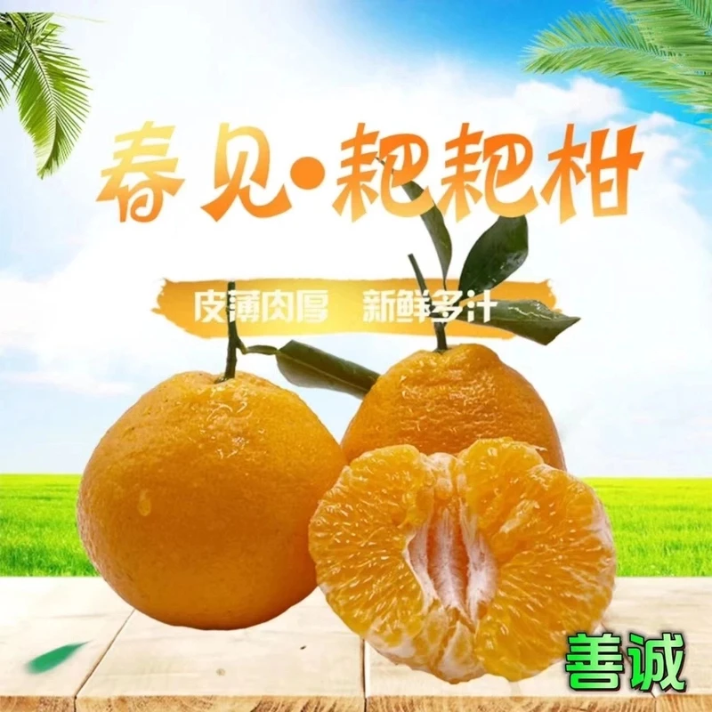 【小俊专属】四川春见耙耙柑4.5/8斤新鲜应季果香浓郁粒粒爆汁