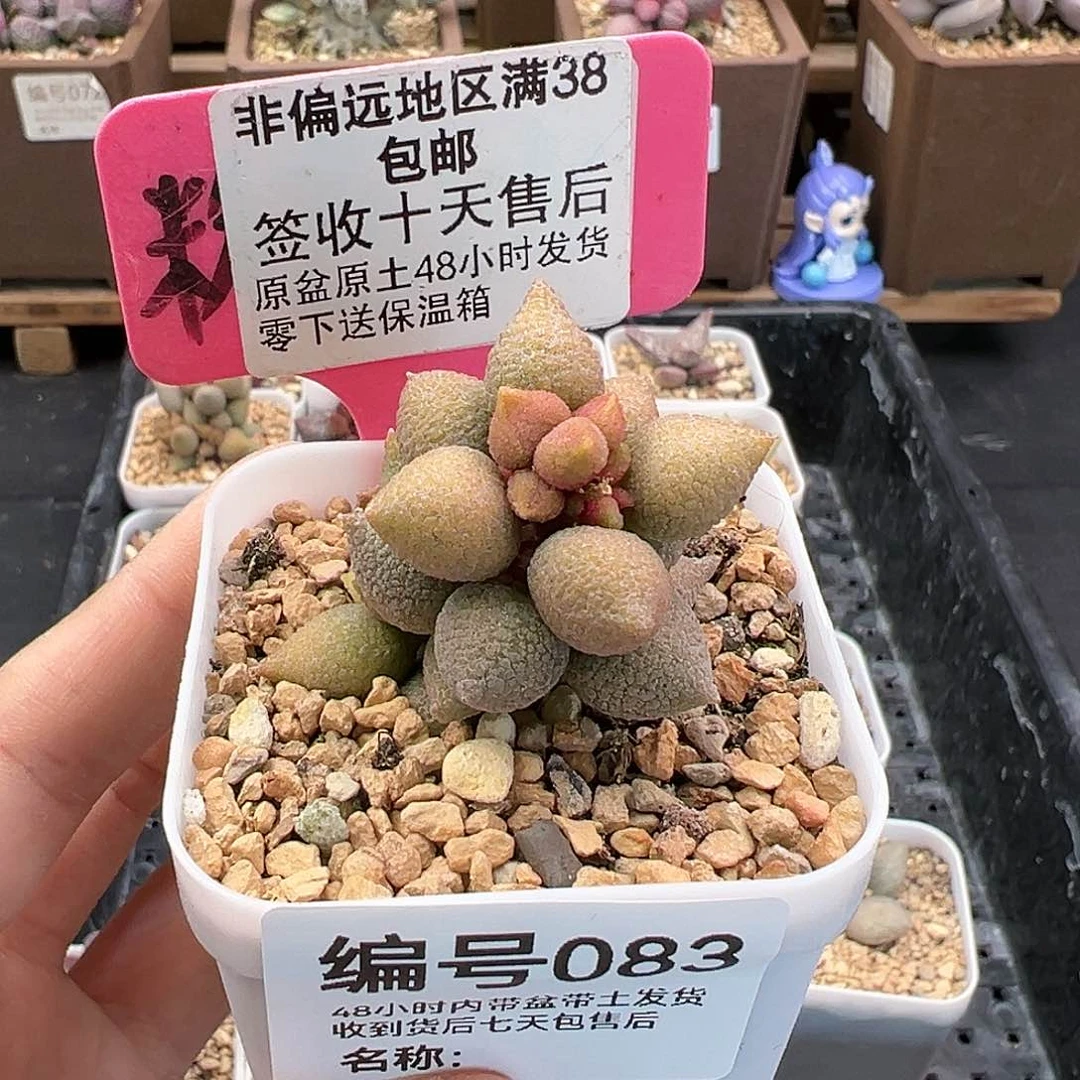 083小辣椒多肉植物